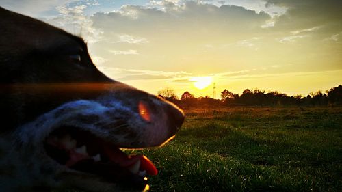 Close-up of dog on field against sky during sunset