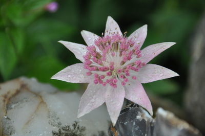 Close-up of water drops on pink flower