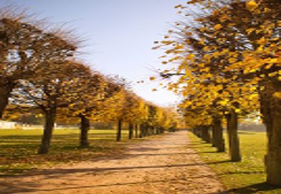 Footpath amidst trees against sky during autumn