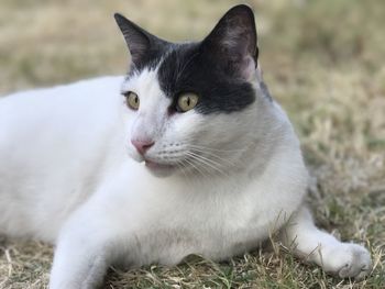 Portrait of white cat lying on field