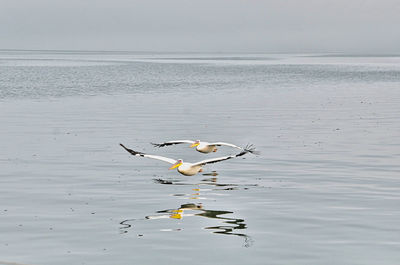View of birds on sea