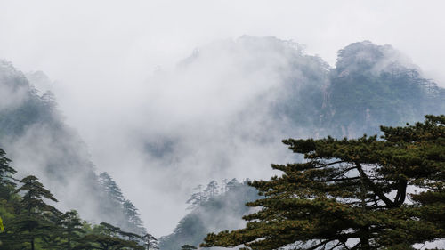 Panoramic view of trees in forest against sky