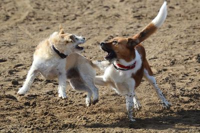 View of dogs running on sand