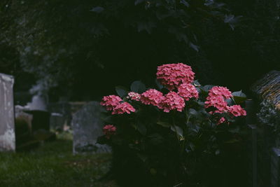 Pink hydrangeas growing in cemetery
