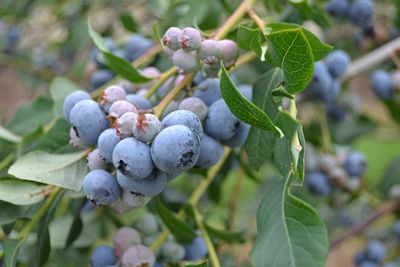 Close-up of berries growing on plant