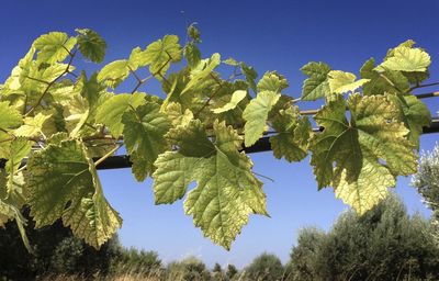 Low angle view of leaves against clear blue sky