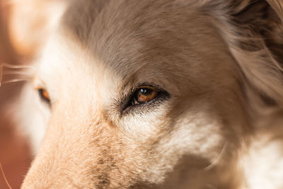 Close-up of dog looking away