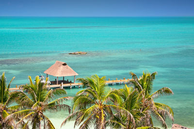 Palm trees on beach against blue sky