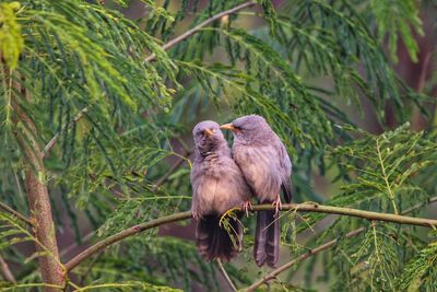 Two ducks on a tree