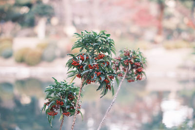 Close-up of berries on plant