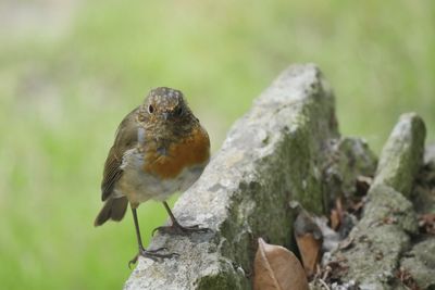 Close-up of sparrow perching on rock