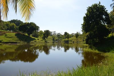 Reflection of trees in lake