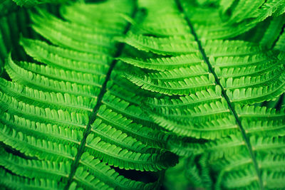 Full frame shot of green leaves