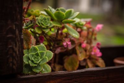 Close-up of potted plant