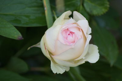 Close-up of pink rose