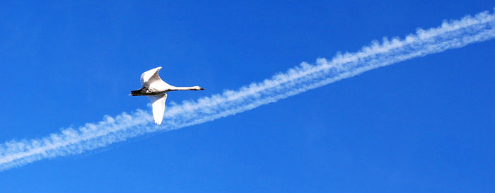 Low angle view of birds flying against blue sky