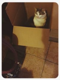 Cat looking away