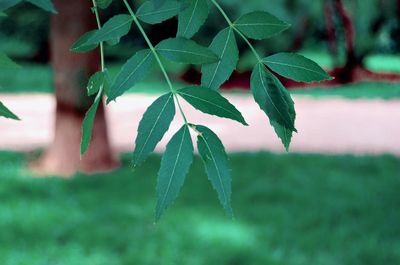 Close-up of plant leaves