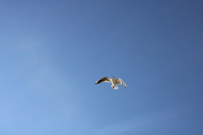 Low angle view of seagull flying in sky