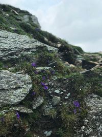 Close-up of moss growing on rock