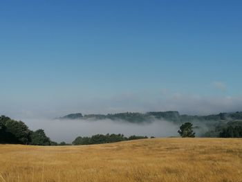 Scenic view of field against clear sky