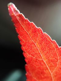 Close-up of red leaf against blurred background