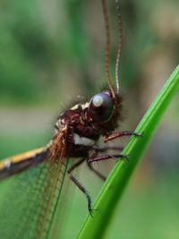 Close-up of insect on leaf