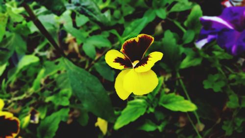 Close-up of yellow flower