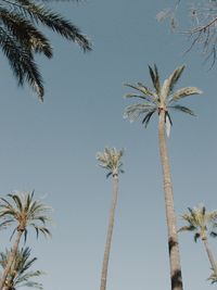 Low angle view of palm tree against clear sky