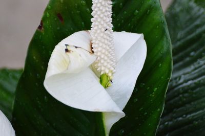 Close-up of white rose on plant