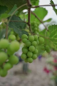 Close-up of grapes growing on tree