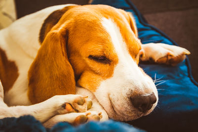 Adorable beagle dog sleeping on couch. canine background. lazy rainy day on couch.