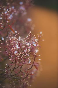 Close-up of pink flowers on branch