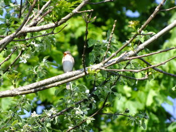 Bird perching on tree
