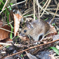 High angle view of an animal on field