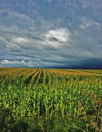 Scenic view of agricultural field against sky