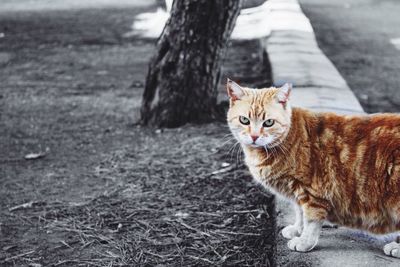 Portrait of a cat