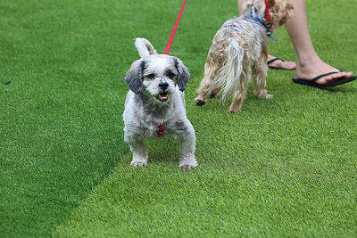 Full length of dog on grass