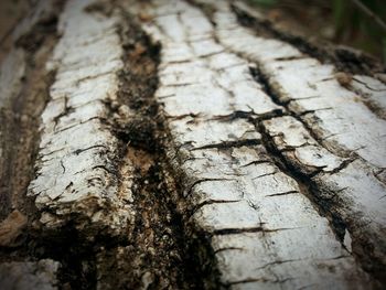 Close-up of tree trunk
