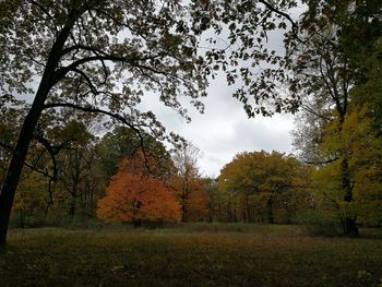 Trees against sky during autumn