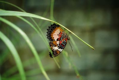 Butterfly pollinating flower