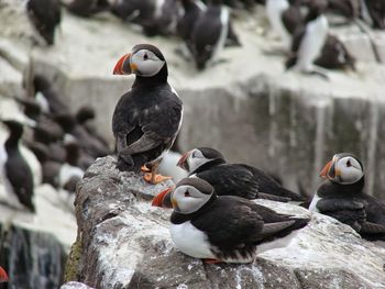 Puffins perching on rock