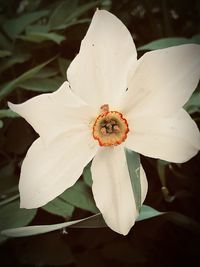 Close-up of white flowering plant