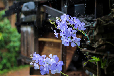 Close-up of purple flowering plant