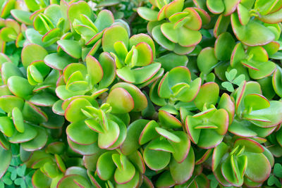 Close-up of beautiful green succulents
