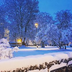 Snow covered trees against blue sky