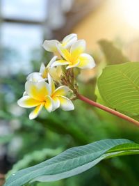 Close-up of yellow flowers blooming outdoors