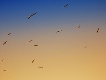 Low angle view of birds flying in sky