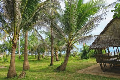 Palm trees on field against sky