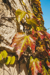 Close-up of maple leaves on the ground